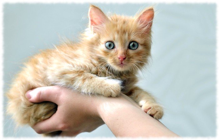 Кошка: кому подходит