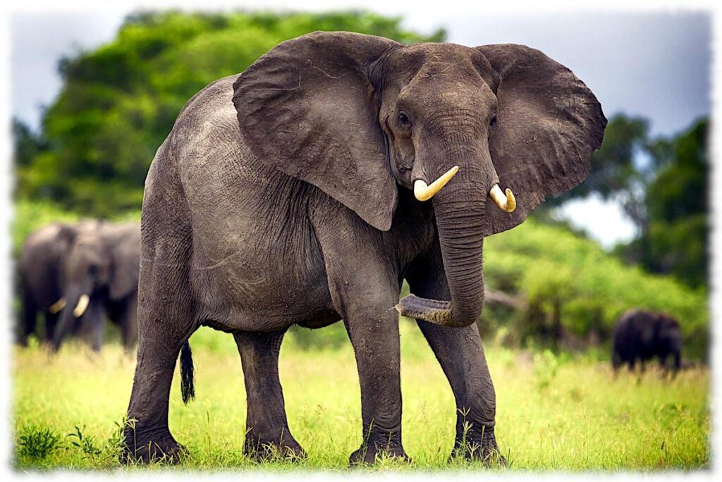 12 августа в мире отмечают День слона (World Elephant Day)