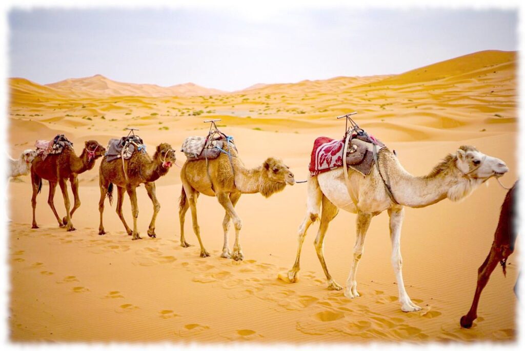 Международный день караванщика